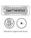 Masturbador Masculino Virgin skin Vagina y Ano