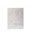 100 Petalos Color Blanco