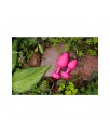 Gplug Plug Anal Neon Rose Talla S